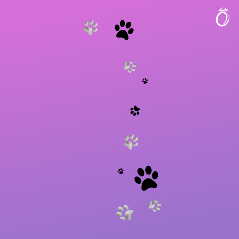 Dámské tričko - Ťapky pes